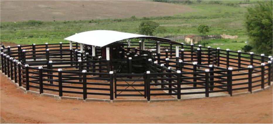 comércio de eucalipto setor agropecuário